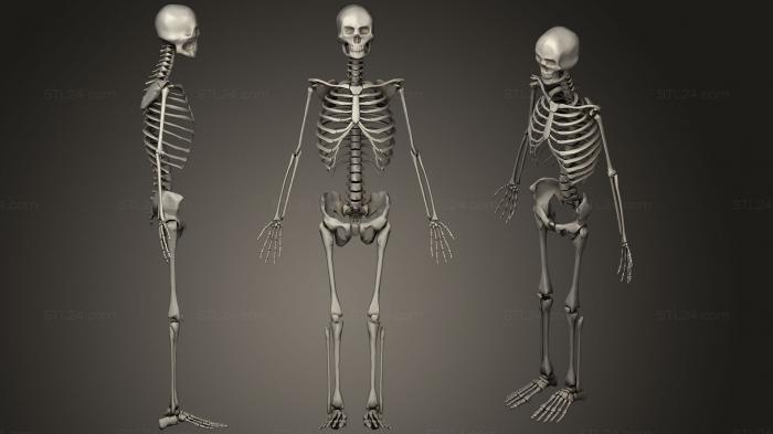 Анатомия скелеты и черепа (Человеческий скелет 44, ANTM_1219) 3D модель для ЧПУ станка